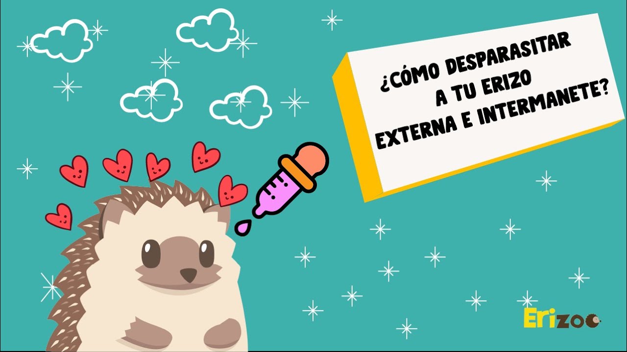 ¿Cómo desparasitar a tu erizo de forma externa e interna? | Erizoo México