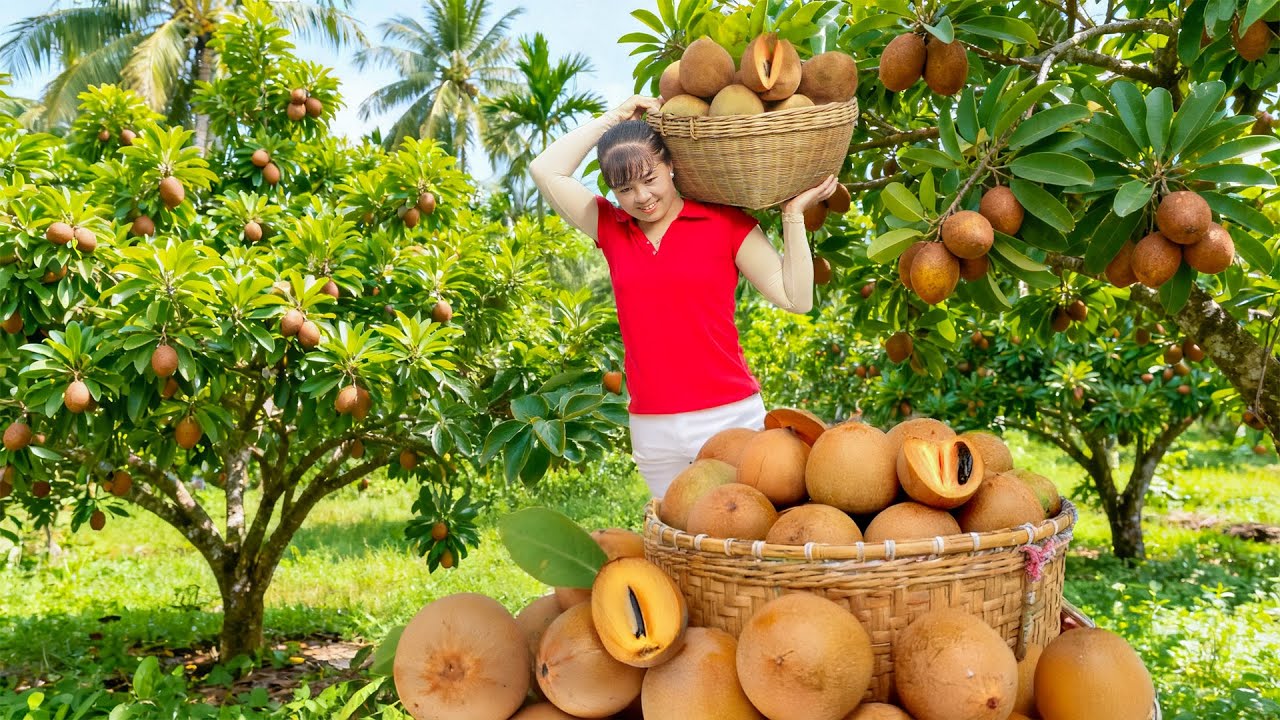 TIMELAPSE -- Harvesting 1000+ Giant Sapodilla Fruit After 365 Days, Go to Market Sell