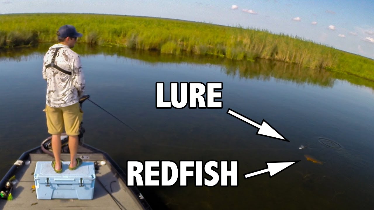 Watch Redfish Eat In Delacroix, Louisiana | Sight Fishing Redfish