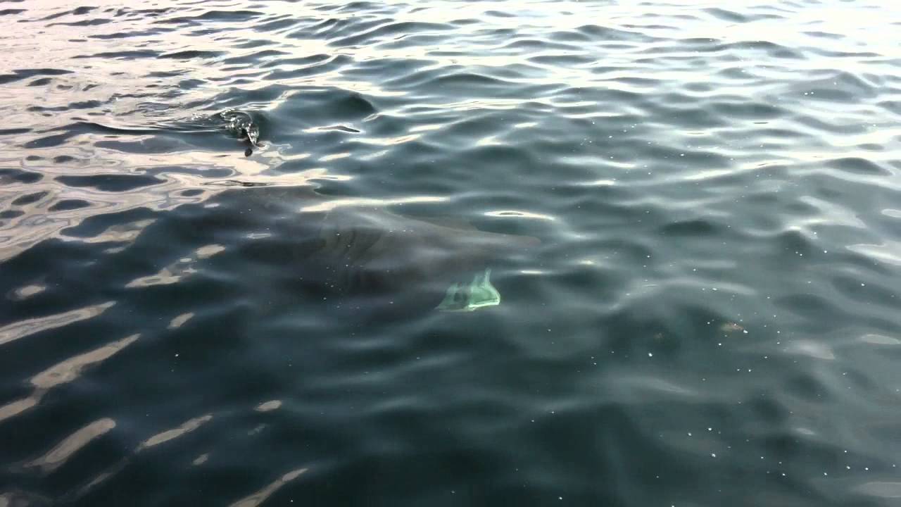 Basking Shark in Newquay