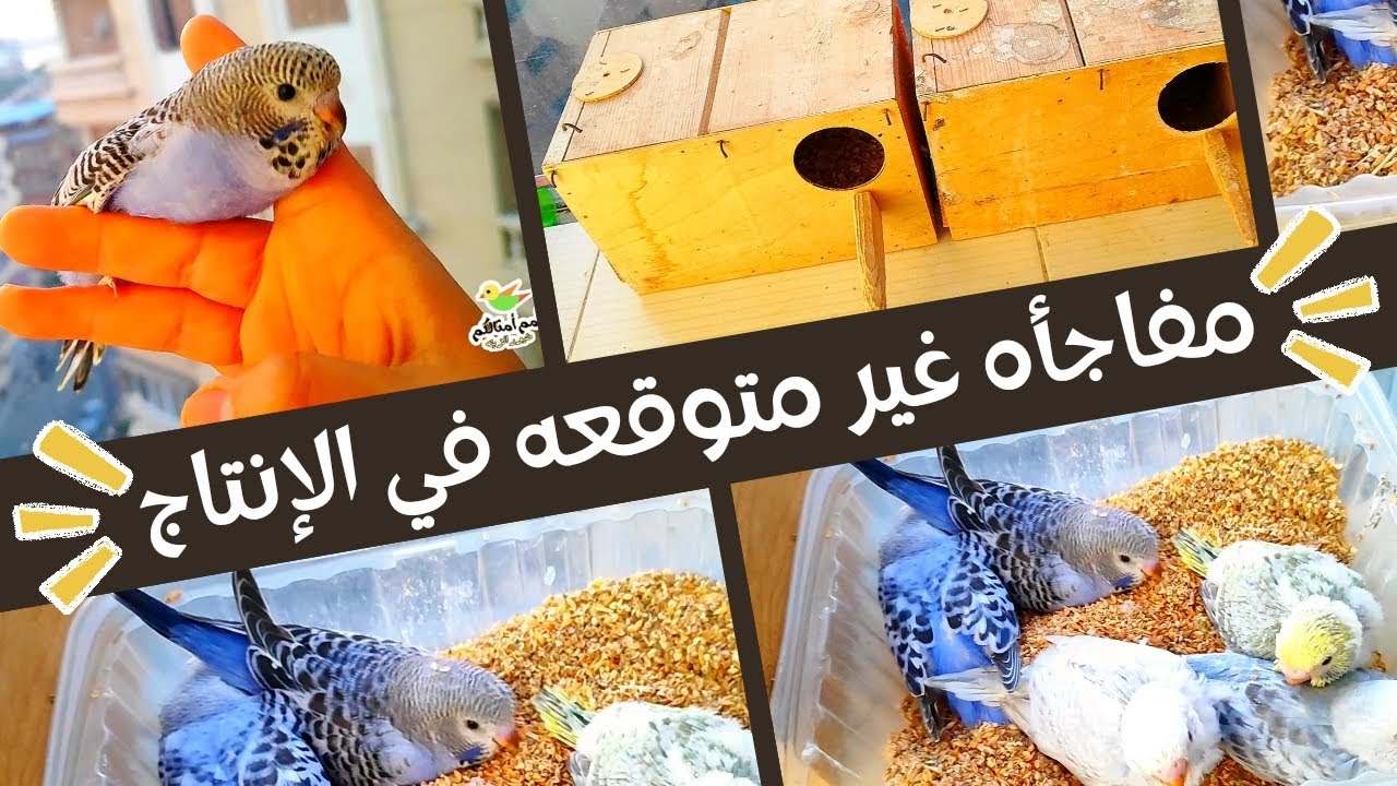 تصنيفات الفروخ وتوقع الإنتاج أثناء #فتح_عشوش_البادجي