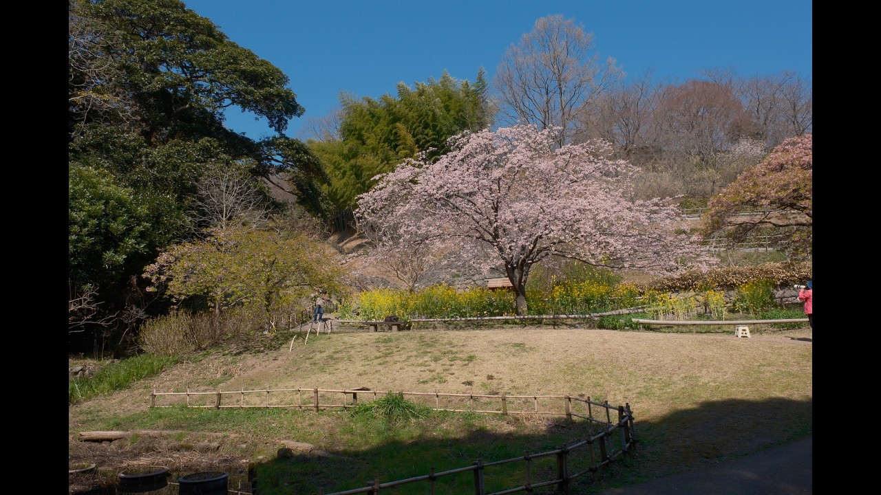 白野江植物公園３
