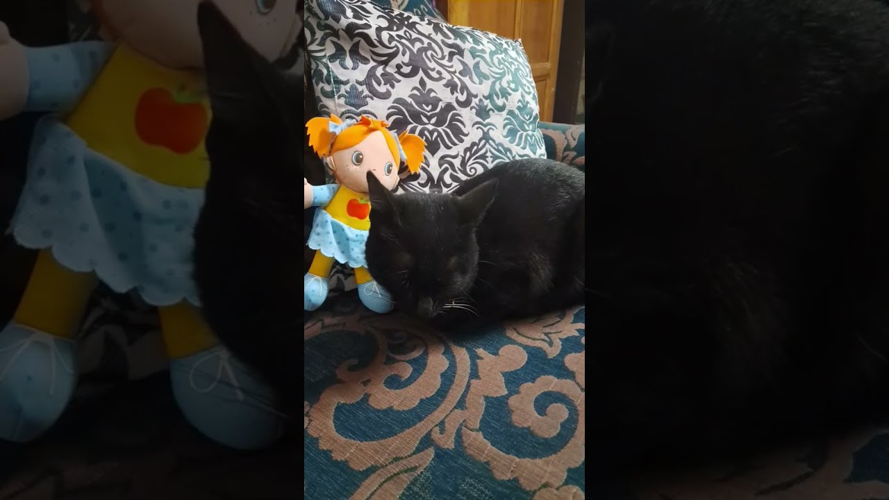 hello 👋 🐱🐱
