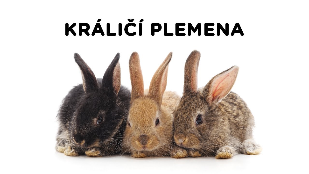 Králičí plemena - Tlapka TV