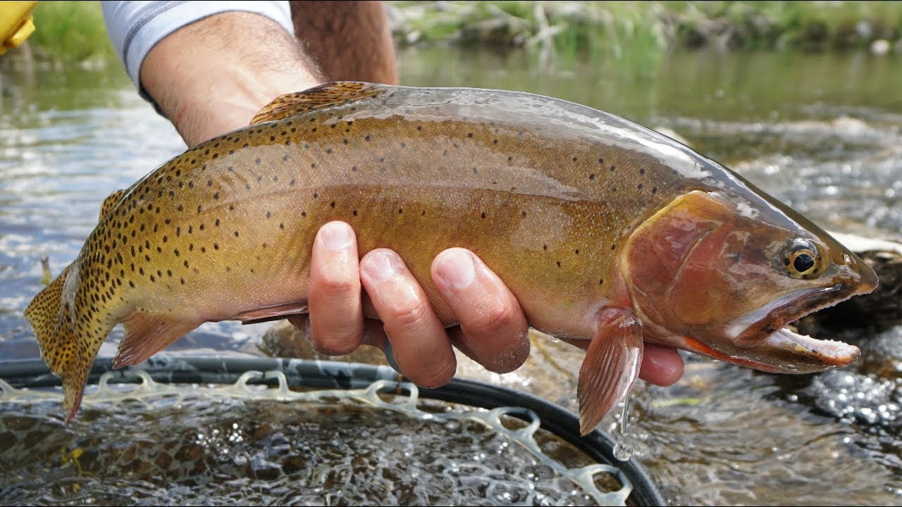 Wet Wading Setup & Cutthroats on HOPPERS!