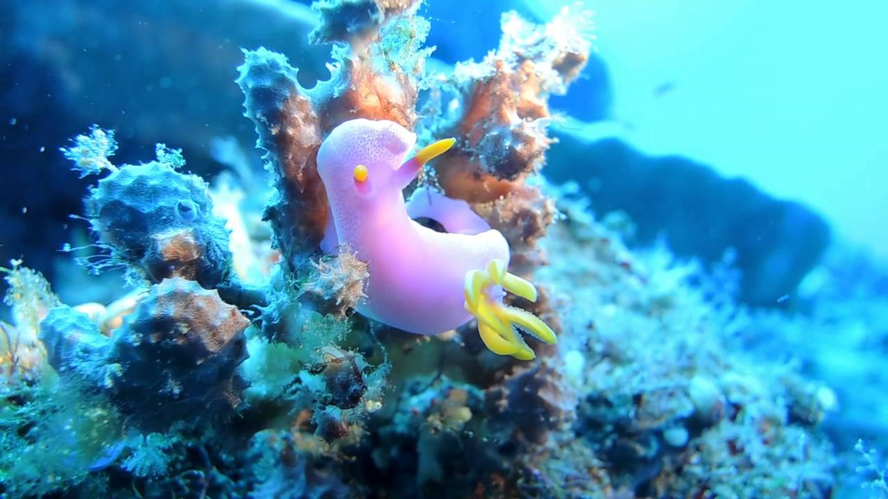 Siladen, Bunaken National Park UW HD