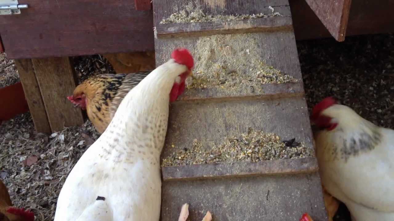 Black Soldier Fly Larvae: From Worm Bin to Chicken Feed