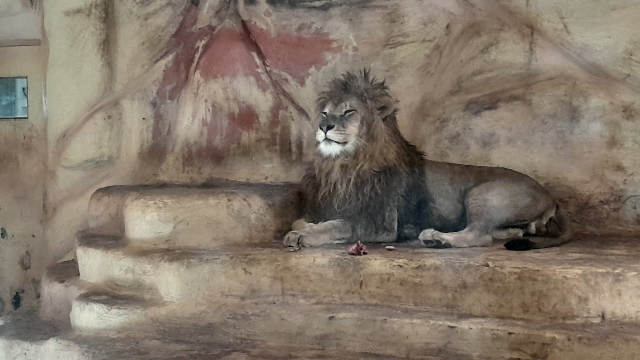 Zoolo&scaron;ki vrt Bingo Tuzla #bingo #zoo #tuzla