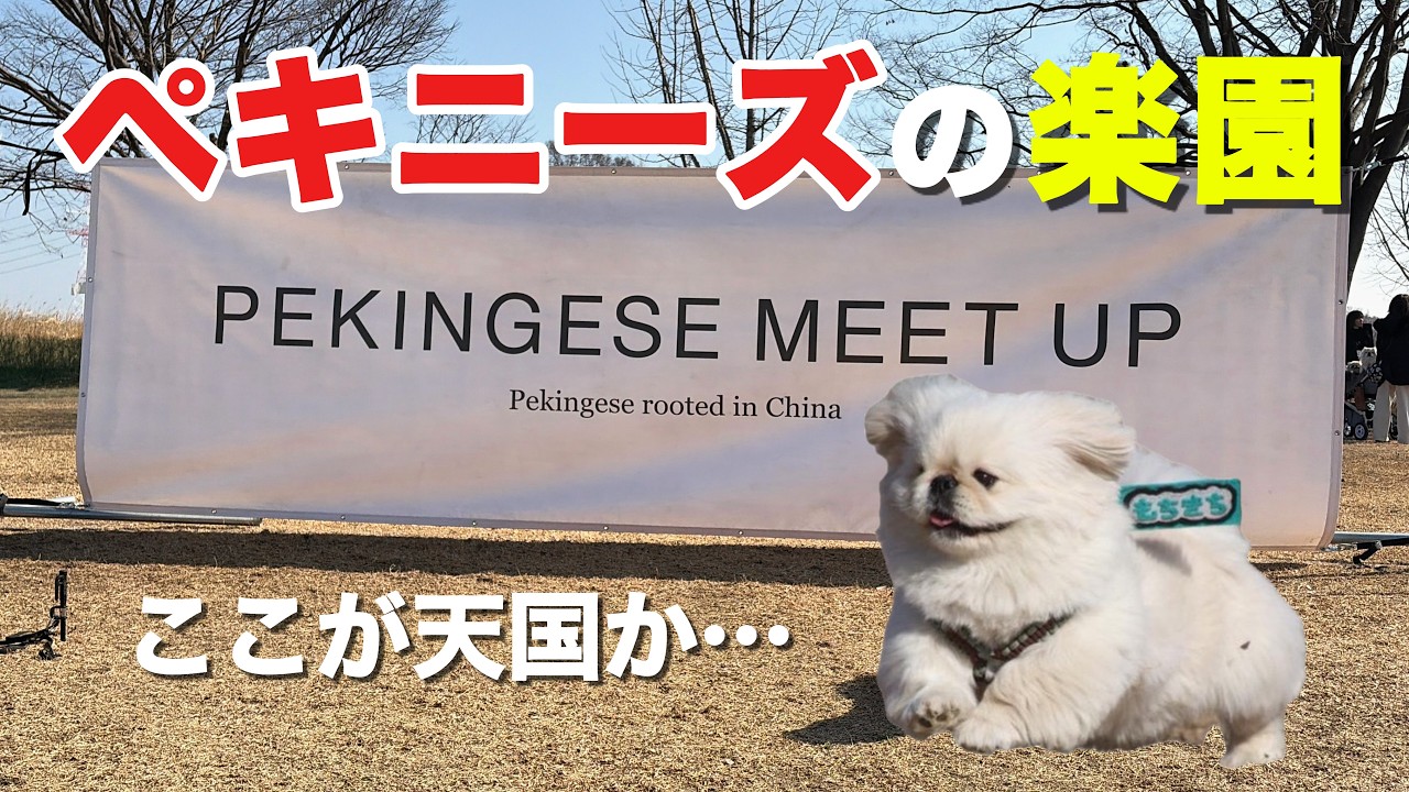 【ペキ天国】年に一度のペキニーズのお祭りに大潜入！