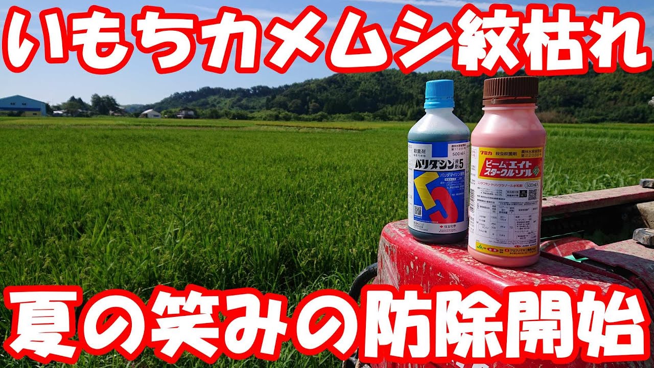 夏の笑みのいもちカメムシ紋枯れ防除。農薬散布後半戦！#農薬散布