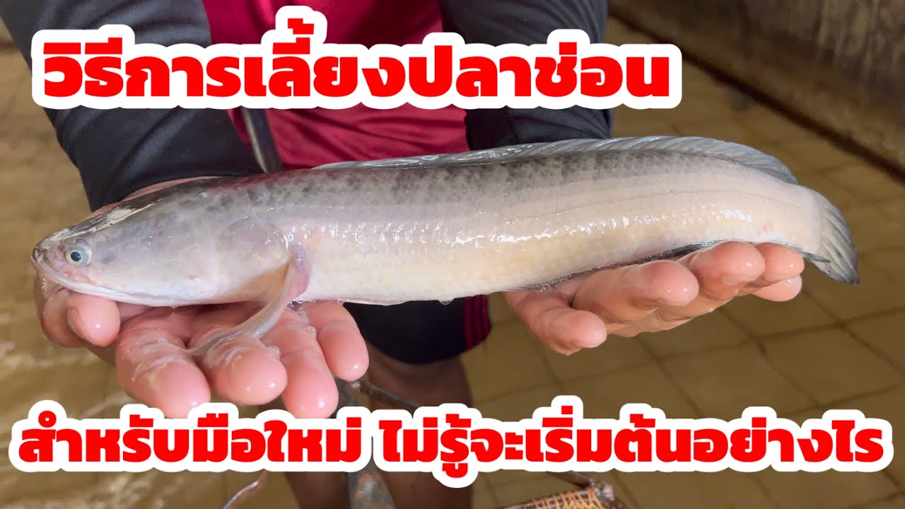 วิธีการเลี้ยงปลาช่อน การเลี้ยงปลาช่อนอาจเป็นอีกทางเลือกหนึ่งในการทำเป็นอาชีพเสริม เบอร์ 093-5137934