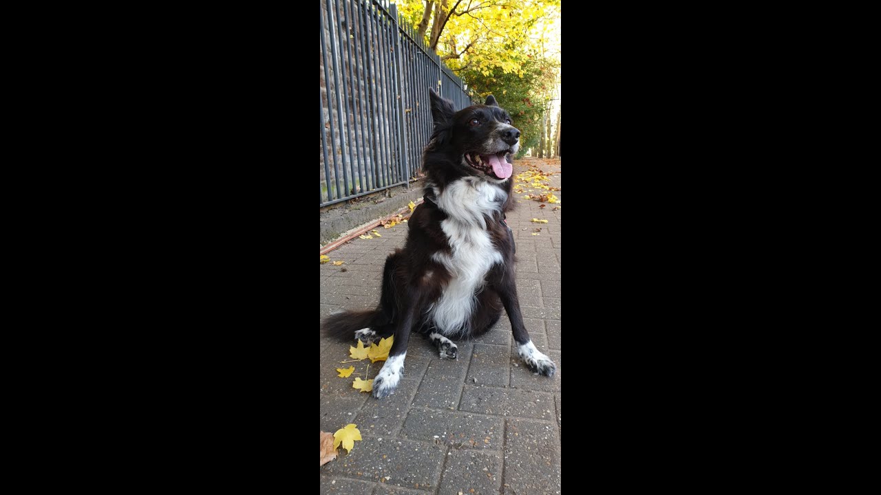 DIY / Dog elbow protection Injury