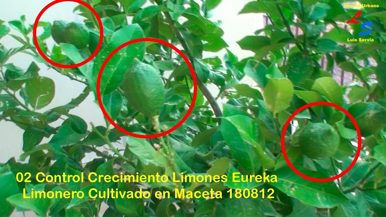 02 Control Crecimiento Limones Eureka en Limonero Cultivo en Maceta 180812 Huerto Urbano Luis Servia