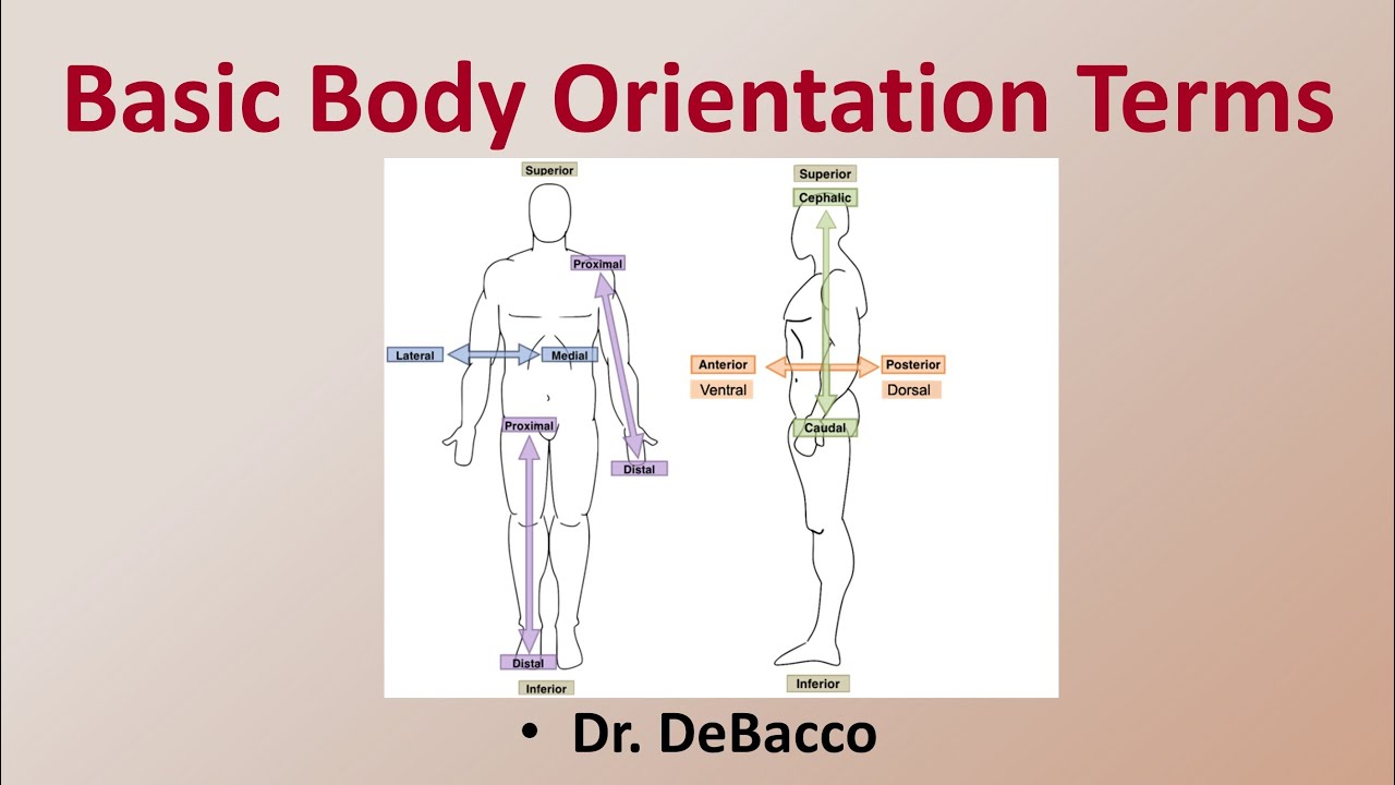 Basic Body Orientation Terms