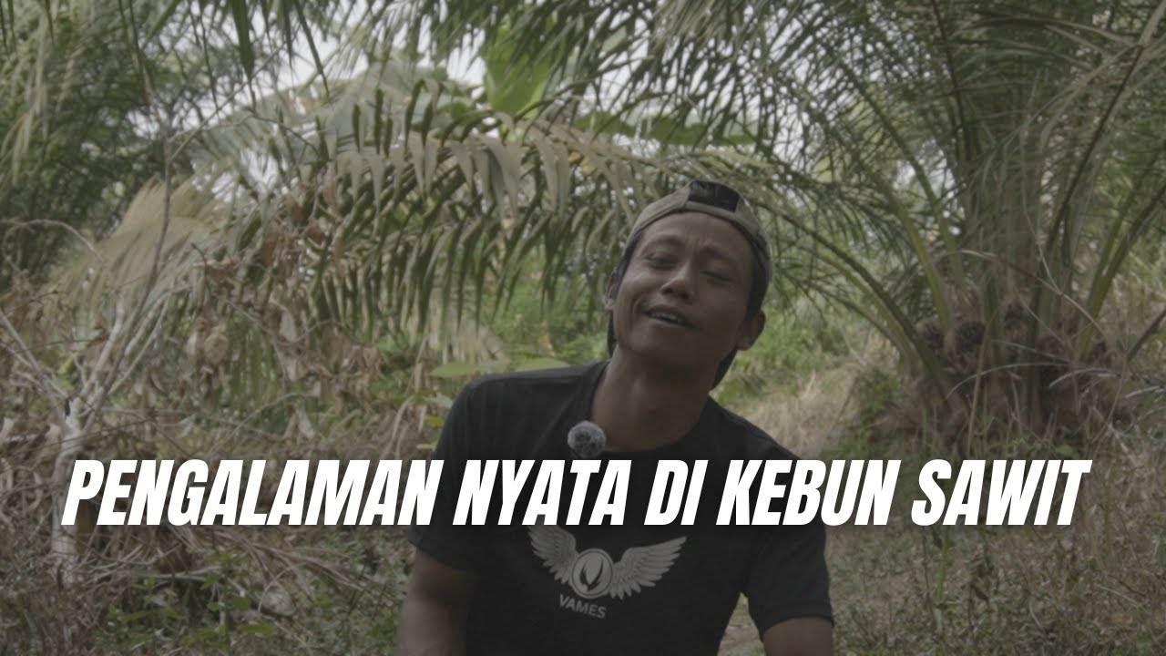 Pengalaman Nyata di Perkebunan Kelapa Sawit | Pelajaran Penting untuk Petani Sawit