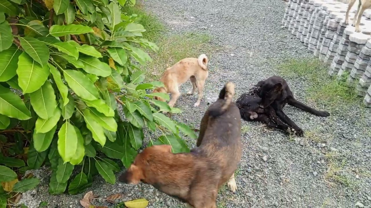 Dogs morning #dogs#doglifeseries #cat #catvideos #dog #dogtraining #animals #anime #dogshorts