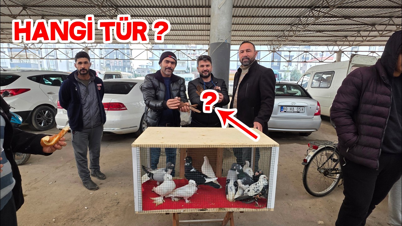 Güvercin Pazarından Eşimin İstediği Güvercinleri Aldım