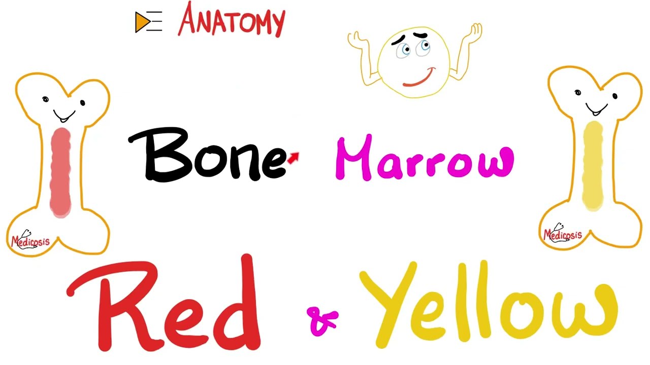 Red Bone Marrow vs Yellow Bone Marrow | Anatomy and Histology