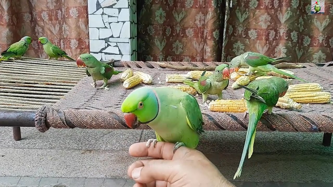 Alexandrine And Ringneck Parrots Eating Corn And Dancing And Talking On Charpai Looking So Cute