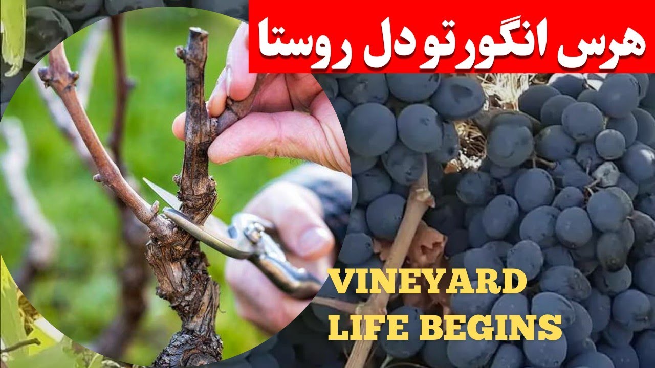 Spring Pruning in the Village — Grapevines & Gentle Hands