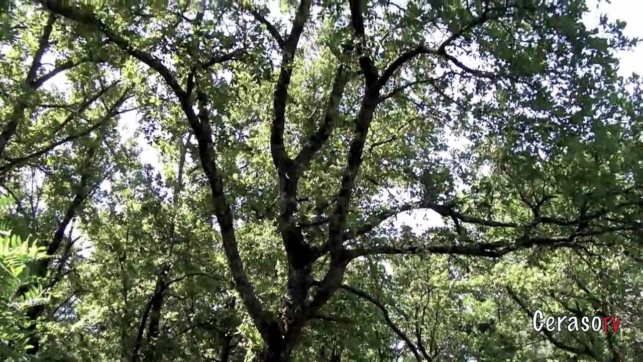 Passeggiata lungo il fiume Palistro Ceraso (SA) seconda parte 2di2