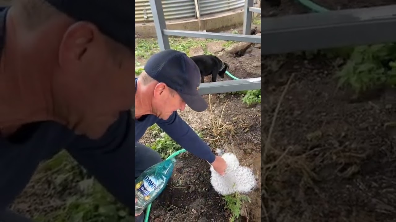BEST way to get rats out of burrows! 🐀🐀🐀💦🫧