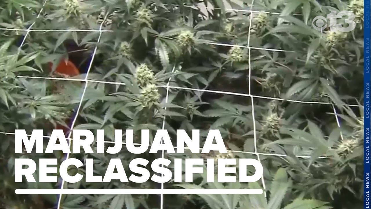 Maine cannabis store owners relieved after executive order reclassifies marijuana