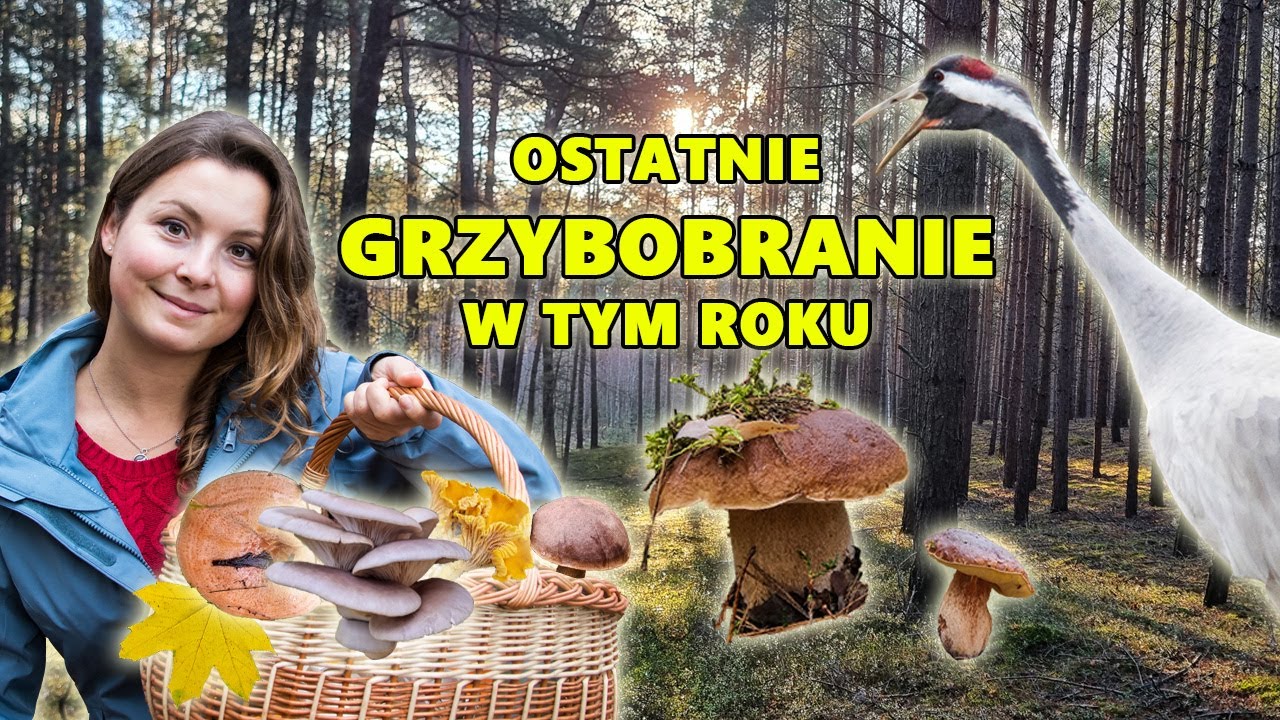 Idziemy na GRZYBY -ostatnie GRZYBOBRANIE w 2023. Boczniaki, pieprzniki, rydze  #11 Woman From Forest