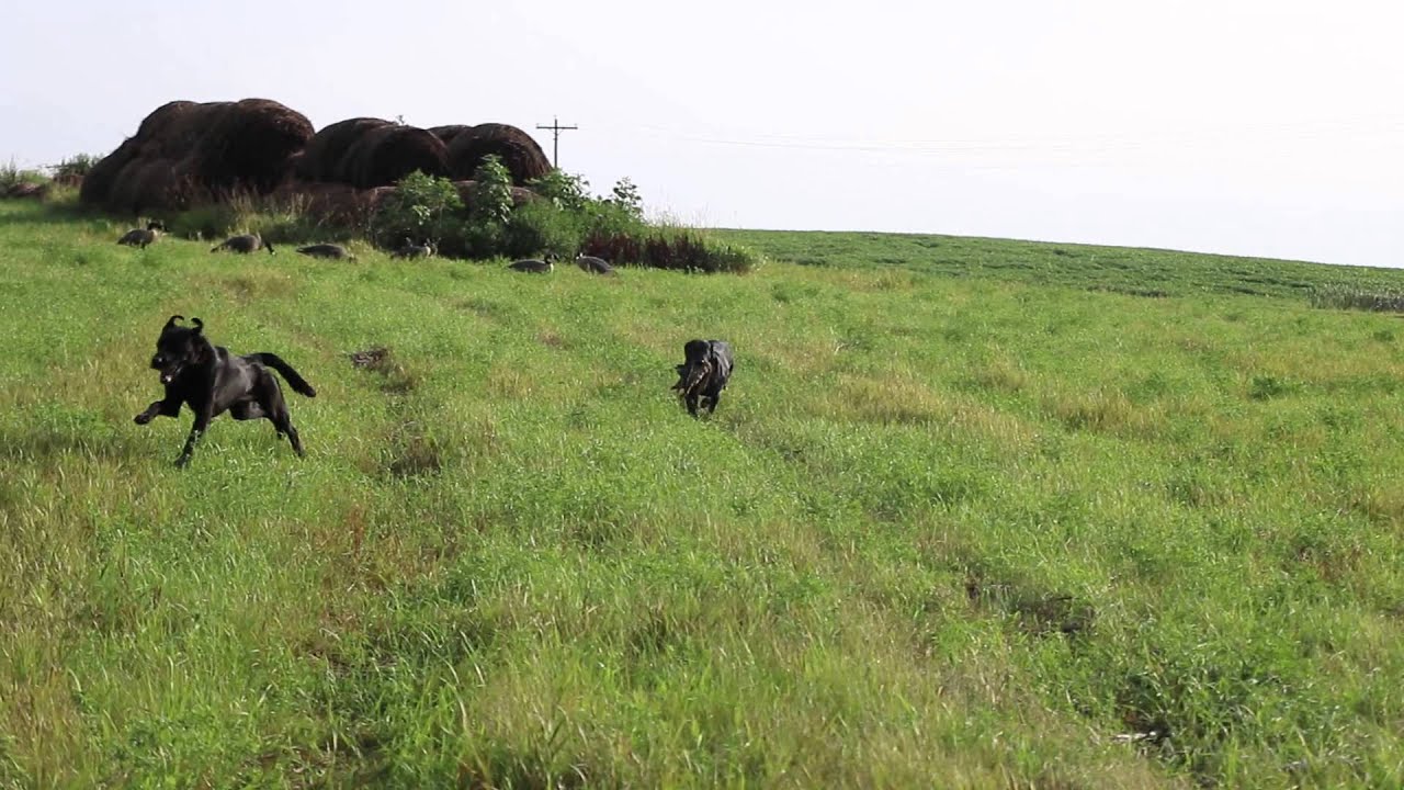 Hunting Retriever Club tests dogs&rsquo; training