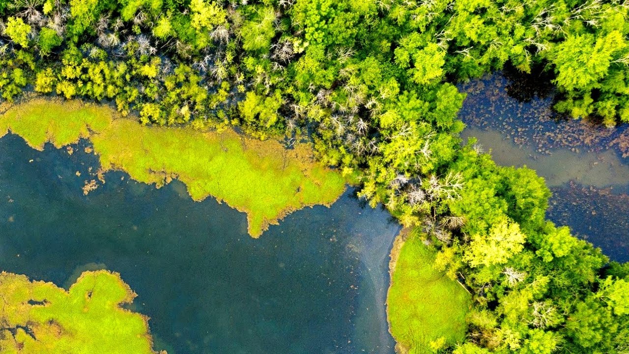 ➣   COMMENT  LOCALISER LES  CARPES EN  ETANG   en rivière   EN CANAL