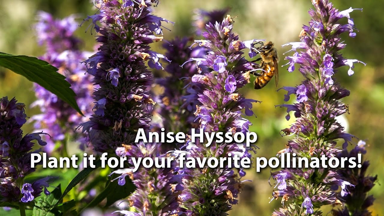 Hyssop For Honey Bees, Hyssop Agastache, provides nectar for bees from June through October!
