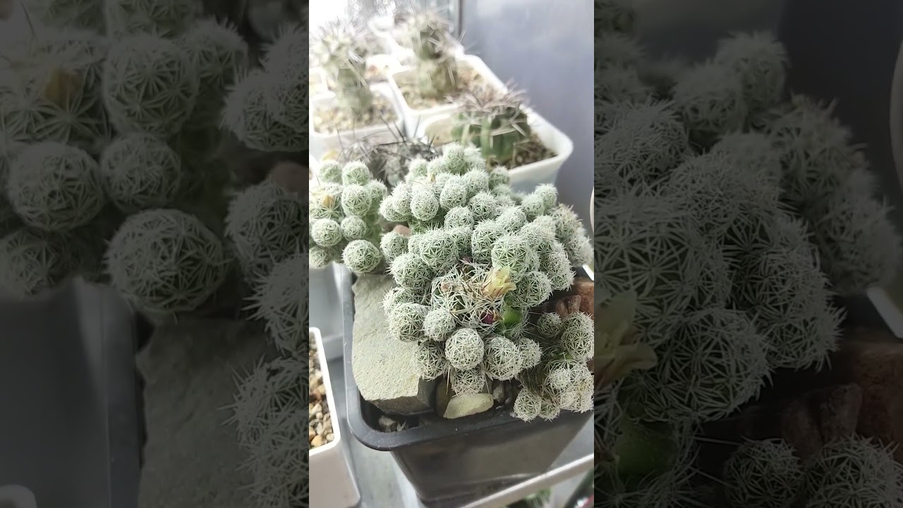 Неубиваемый кактус для новичка #кактус #plants #cactus #растения #садоводничество