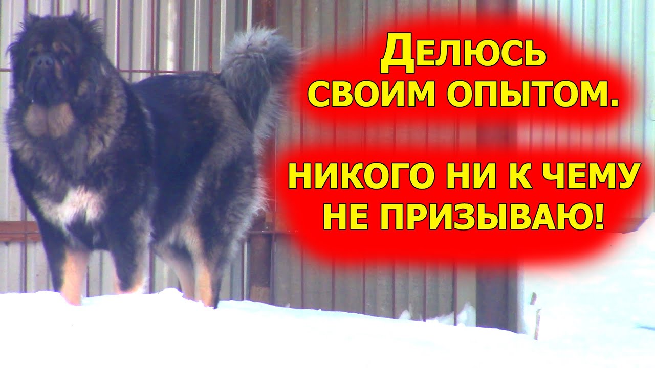 Кавказские овчарки правильное питание