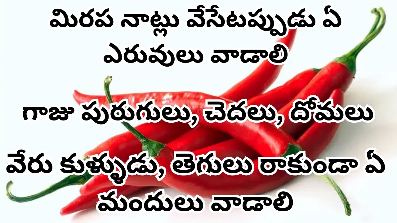 #2025 #మిరప నాట్లు వేసేటప్పుడు ఏ ఎరువులు వాడాలి, చెదలు, దోమలు, వేరు కుళ్ళుడు రాకుండా ఏ మందులు వాడాలి