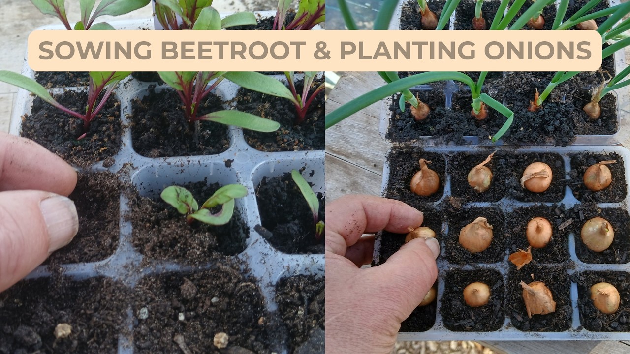 Greenhouse Growing: Beetroot from Seed & Onion Sets for a Strong Start