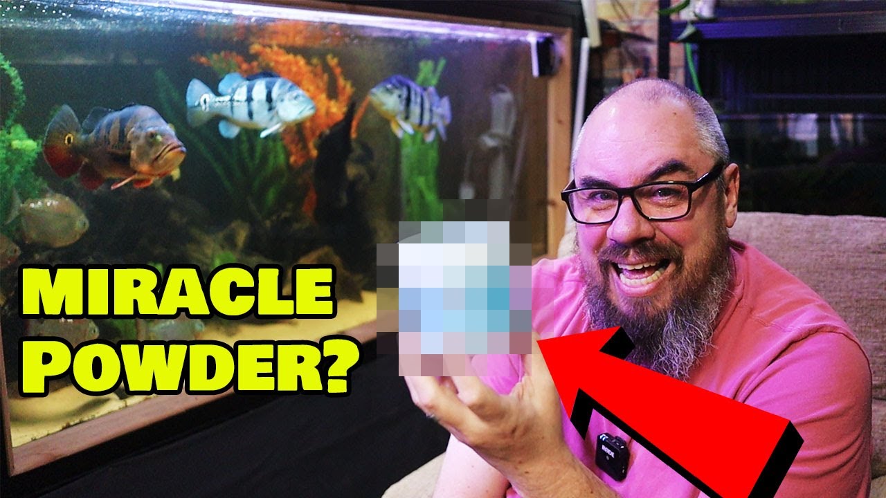 Clear Tannins FAST with this Simple and Cheap Aquarium Trick