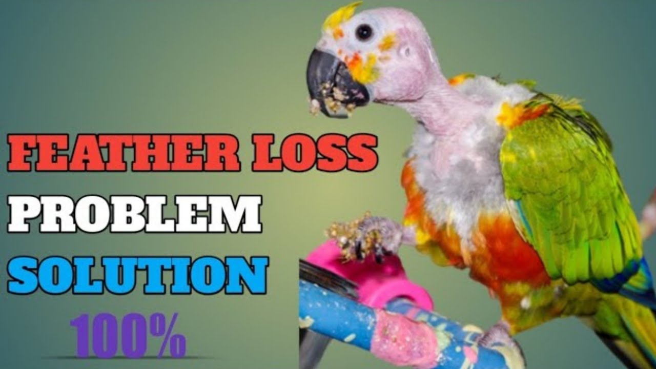 Feather Plucking Problem Solution 2022 ||ফেদার প্লাকিং সমস্যার সমাধান ||