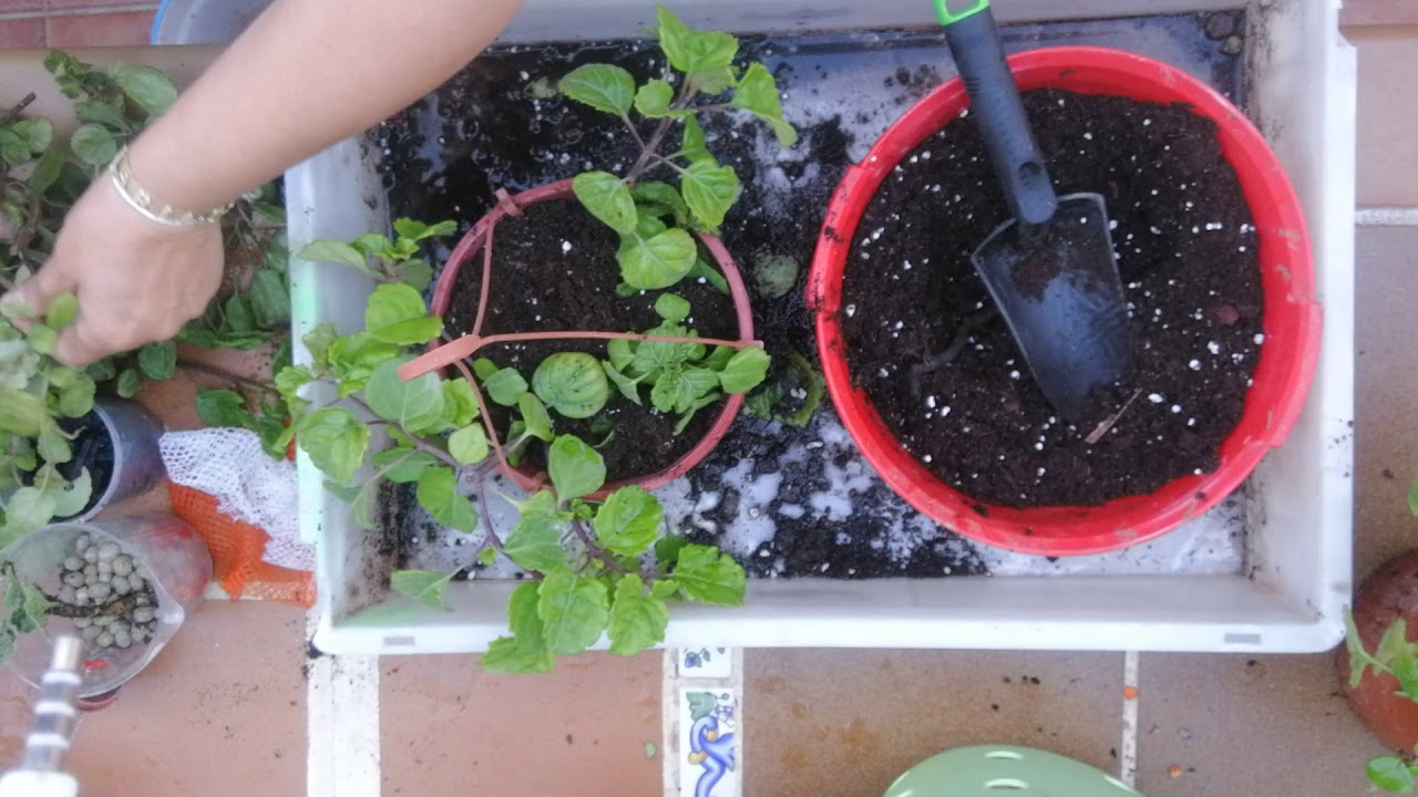 Planta del dinero, poda y siembra