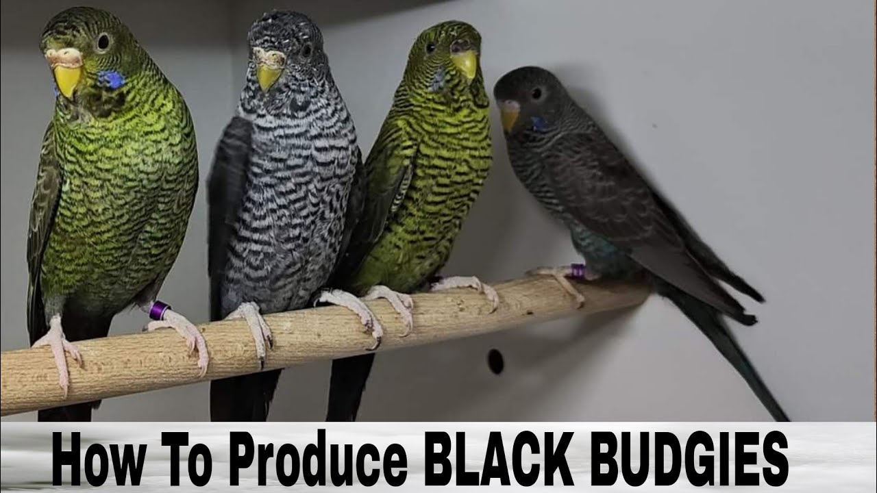 Budgies Breeding Business Part 206 Urdu Hindi Punjabi | how to produce black budgies | AHSAN PETs