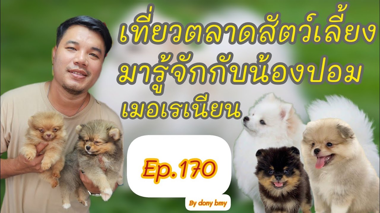 เที่ยวตลาดสัตว์เลี้ยง Ep.170|ปอมเมอเรเนียน| #ตลาดจตุจักร  #จตุจักร #chatuchak  #Chatuchakmarket
