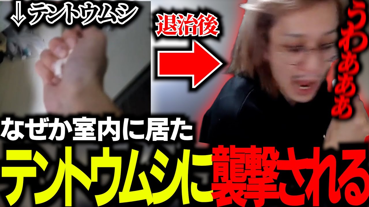 なぜか室内に現れた”テントウムシ”に襲われるシーン【2025/1/17】