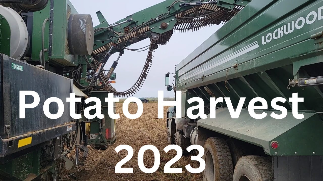 New Brunswick Potato Harvest 2023