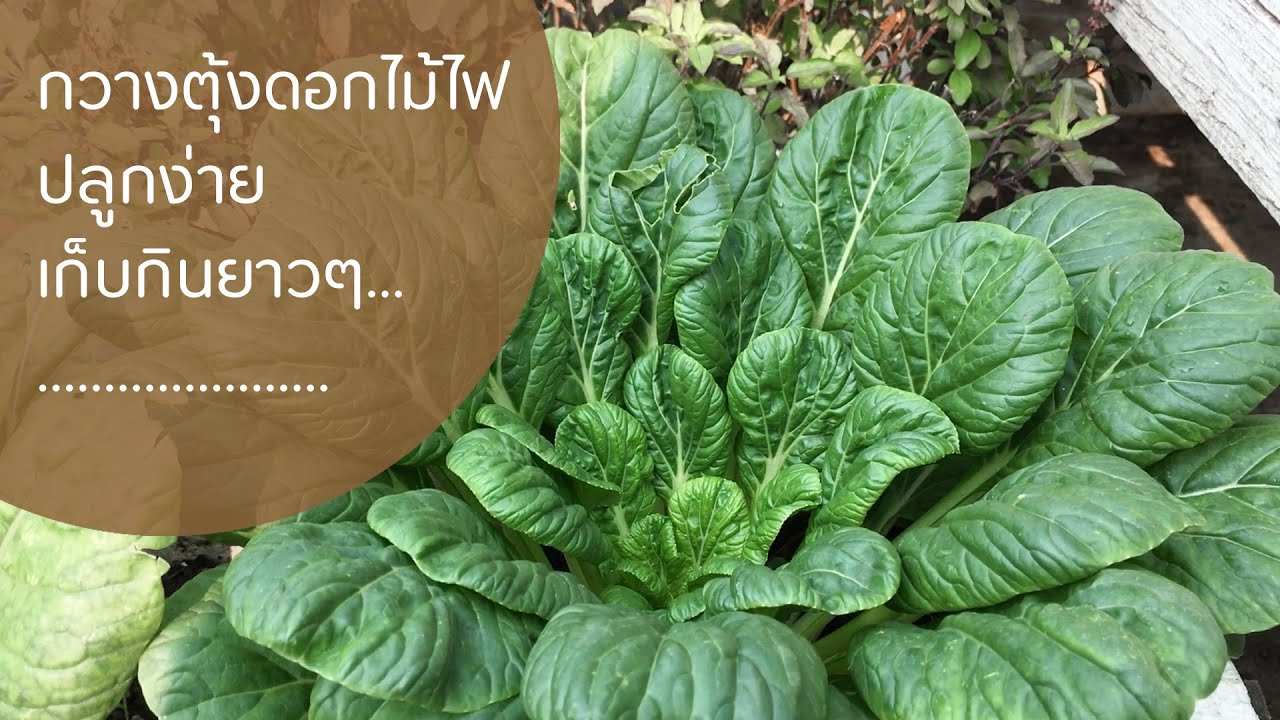 กวางตุ้งดอกไม้ไฟ ปลูกง่าย เก็บกินได้ยาวๆ / ฟาร์มสุขข้างบ้าน