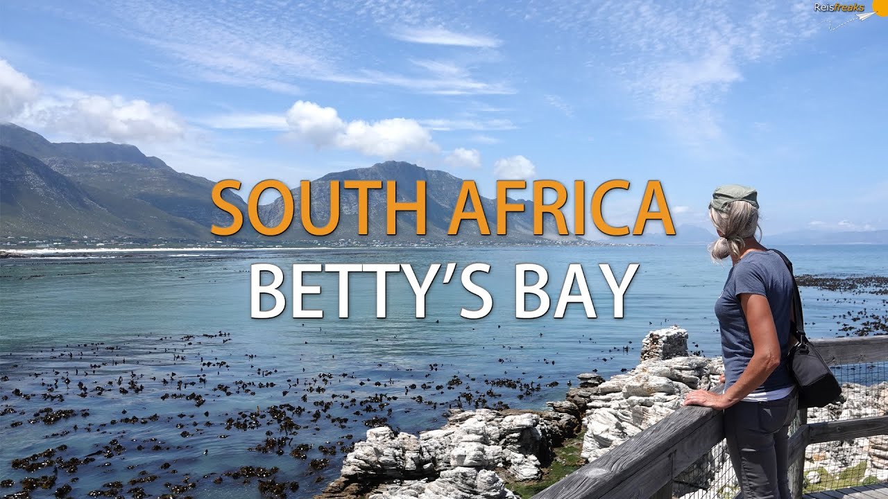 Penguin Colony at Stony Point, Betty's Bay | South Africa