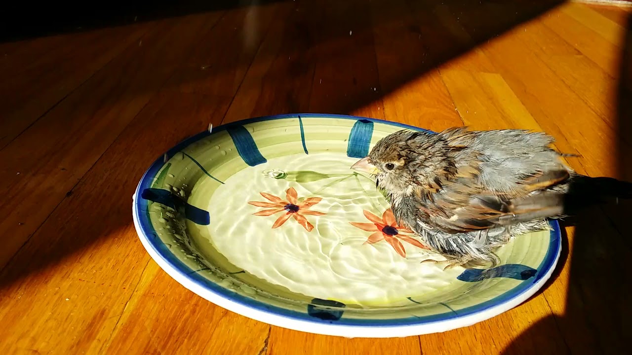 A much younger Sparky bath time before he became famous (11/2014)