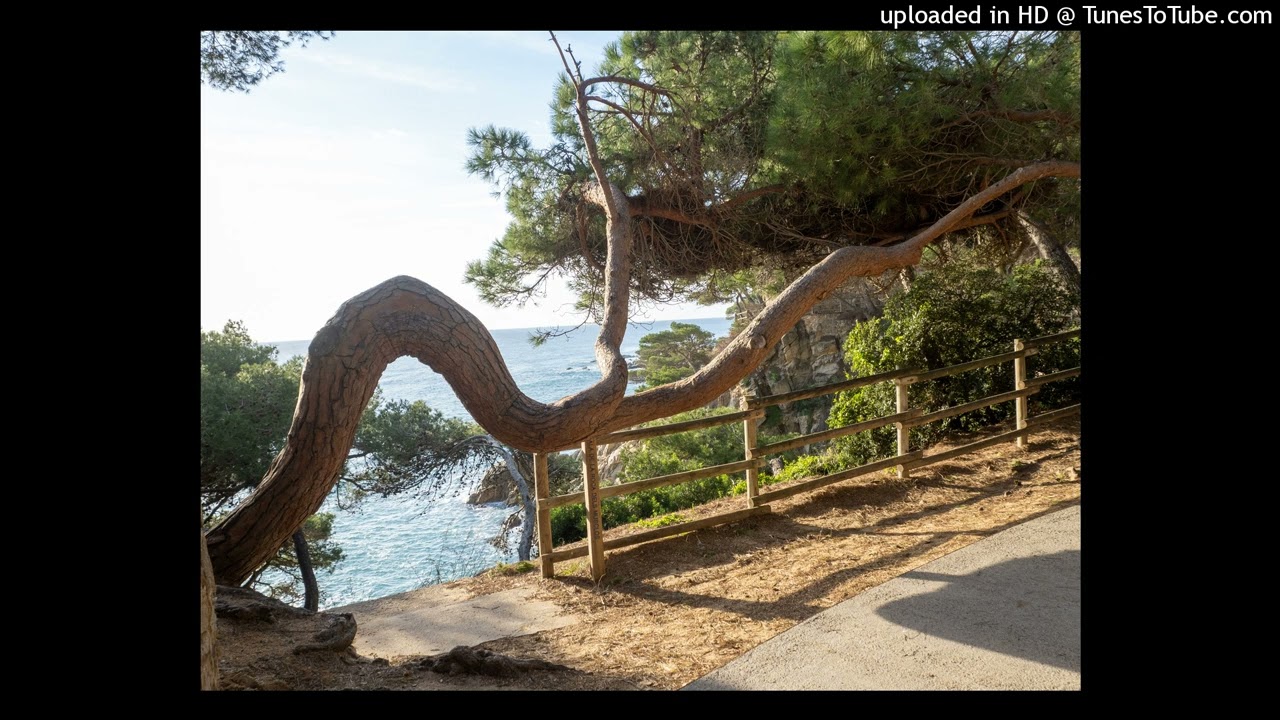 Pi de la cala dels Musclos