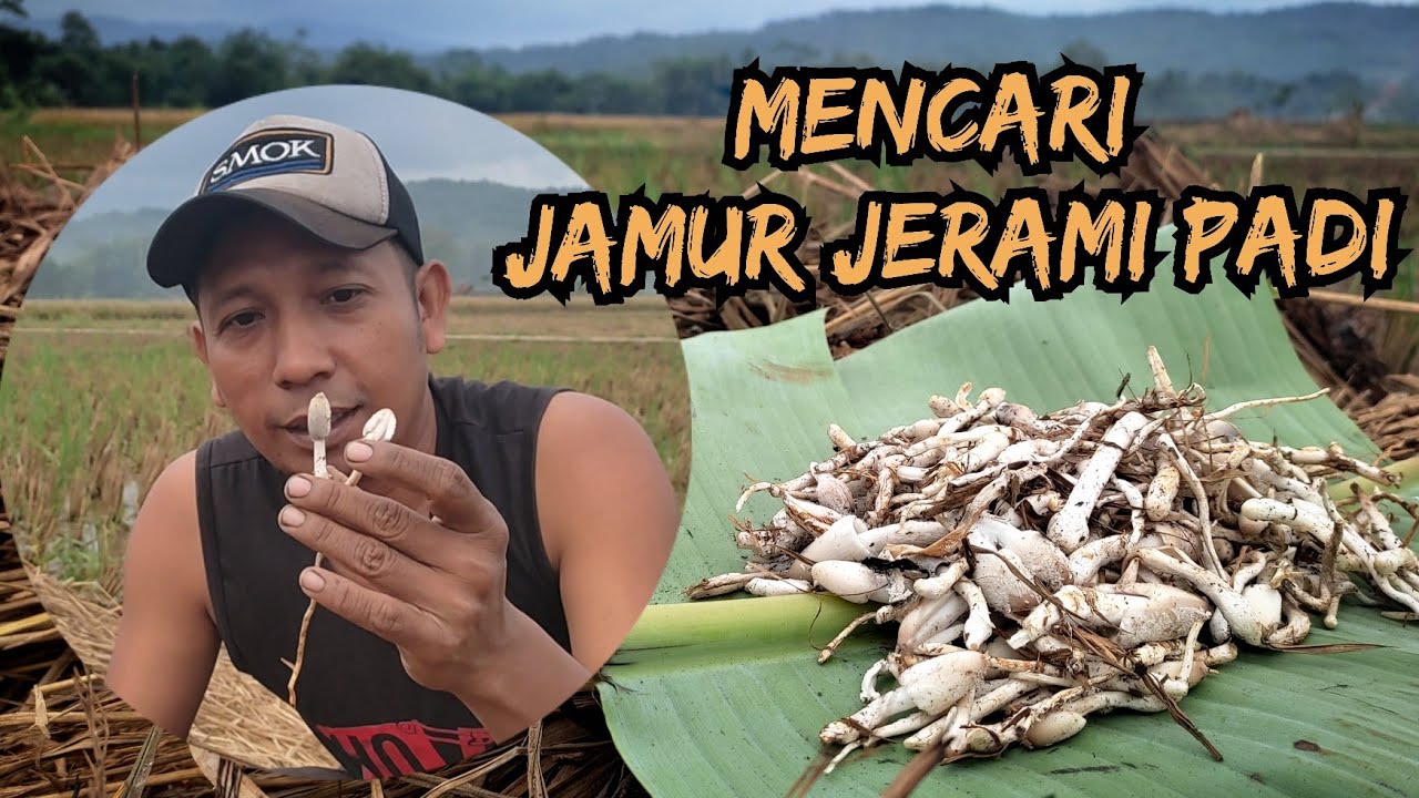 Masak Pepes Jamur || lezatnya Jamur Jerami Padi