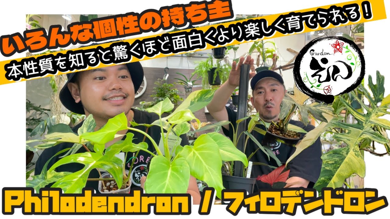 【フィロデンドロン】おすすめ品種紹介！本性質を知ると面白く、より楽しく育てられるフィロデンドロン！　#gardenえん