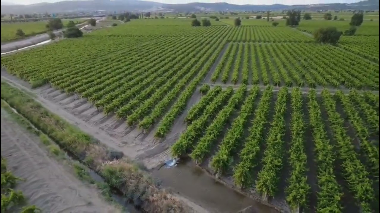 Bağ sulama işlemi #djidrone #dronevideo #ford3600 #turbine
