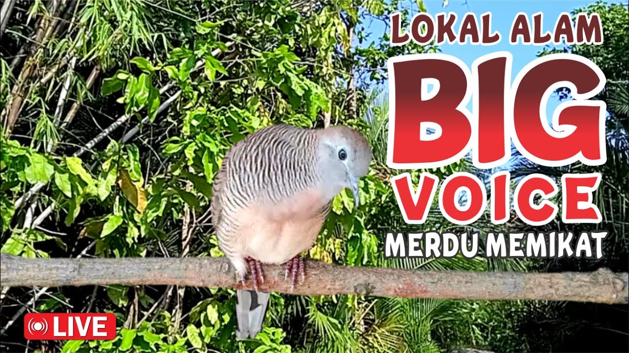 Perkutut Lokal Gacor alam liar - iramanya bikin lawan cepat nyaut